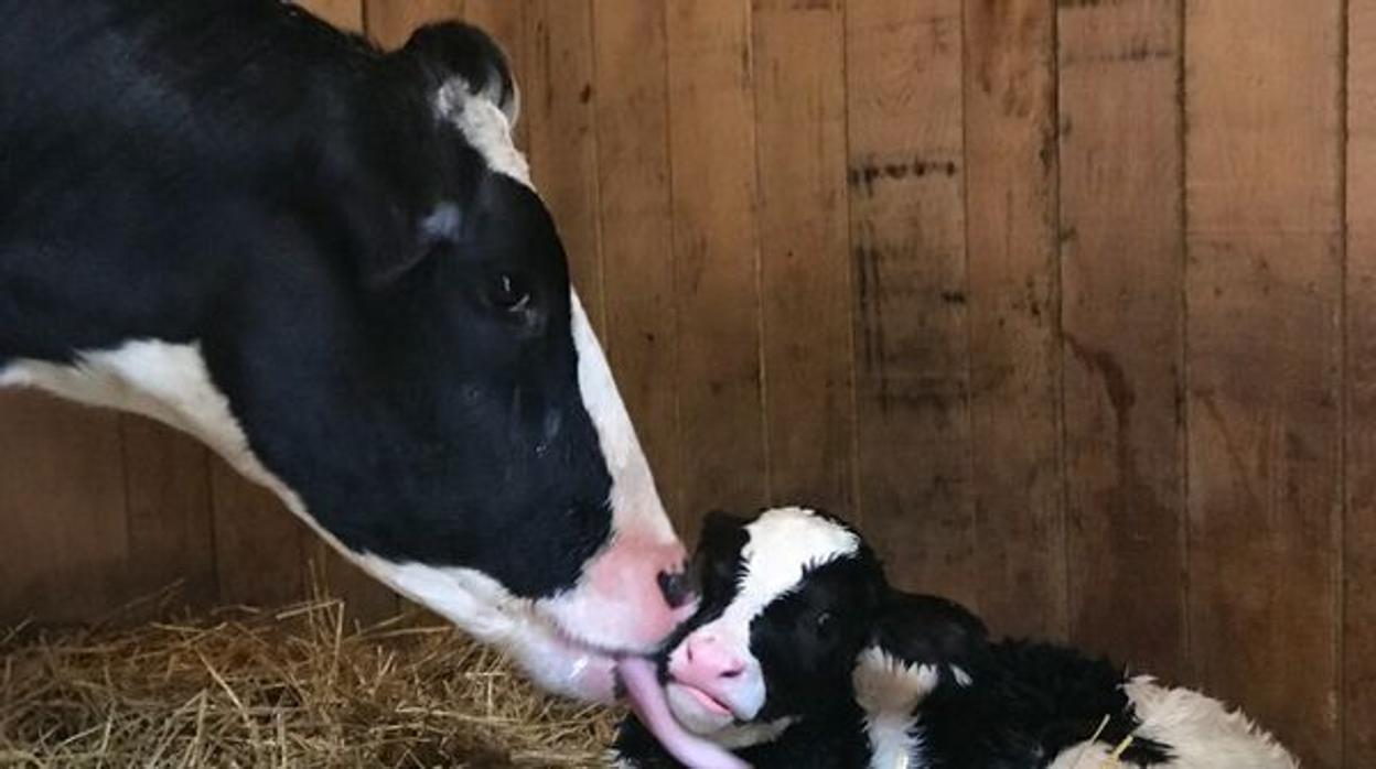 Una vaca preñada se escapa del camión que la llevaba al matadero y salva la vida de su ternero