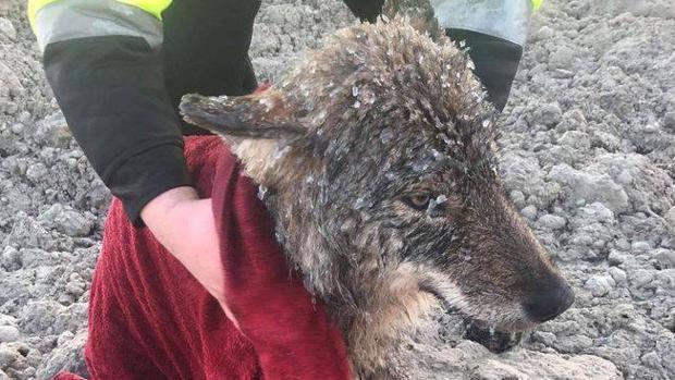 Rescatan a un lobo salvaje de un río helado pensando que era un perro