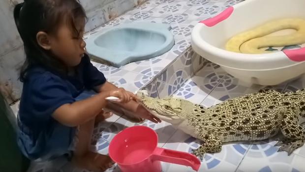 Polémica por un vídeo que muestra a una niña cepillando los dientes a un cocodrilo