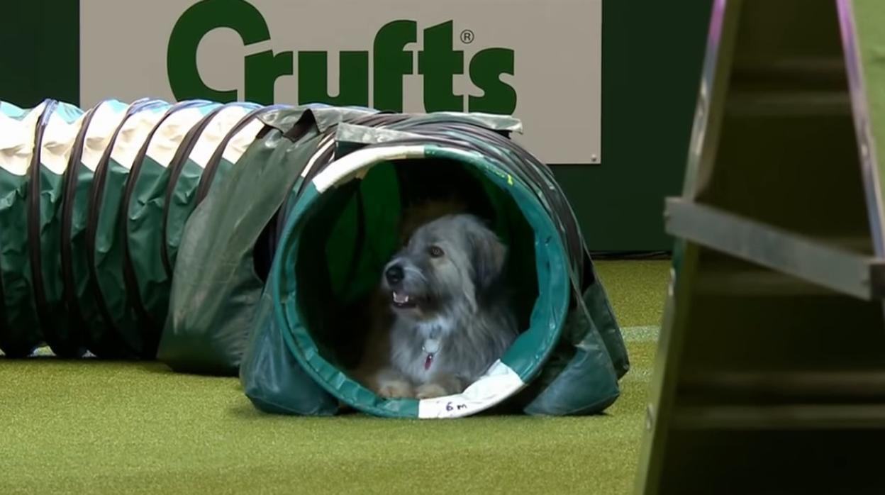 El perro Kratu durante la prueba en «Crufts 2019»