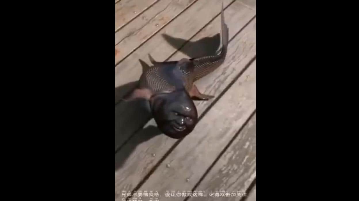 El vídeo viral del pez con rostro humano es falso