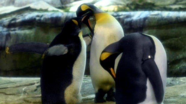 Una pareja de pingüinos homosexuales incuba un huevo en un zoo alemán