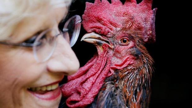 Francia autoriza los cantos de un gallo denunciado por sus vecinos por despertarlos «demasiado temprano»