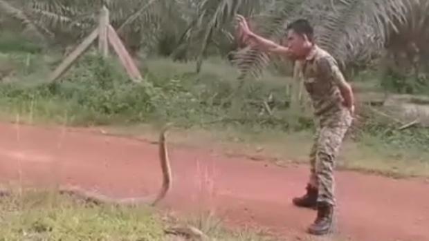La sangre fría de un soldado para dominar a la serpiente venenosa más grande que existe