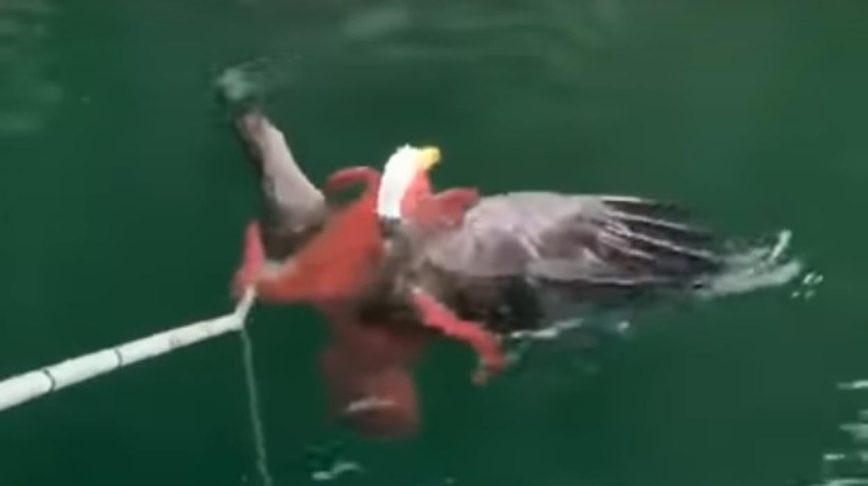 Momento del rescate de un águila calva atrapada en un pulpo rojo gigante