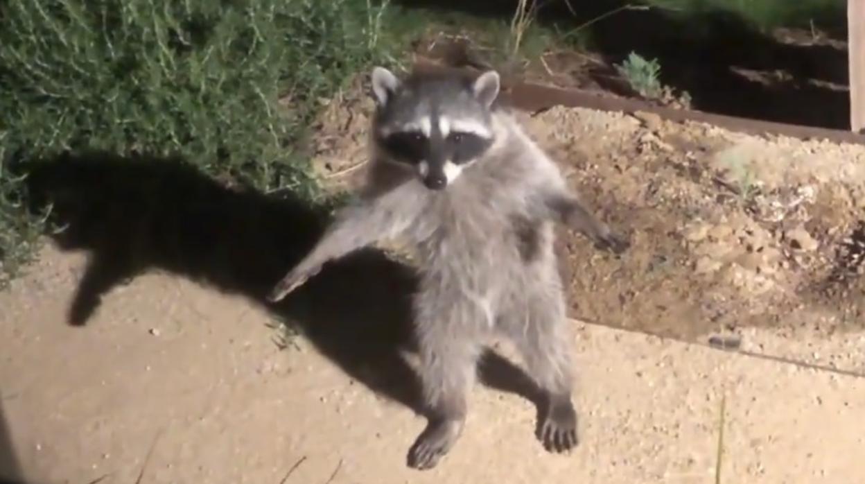 Uno de los mapaches, en modo estatua