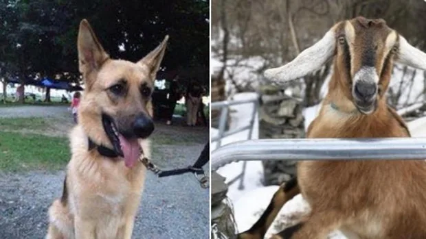 Una cabra y un perro, los candidatos a la alcaldía de un pequeño pueblo de Vermont