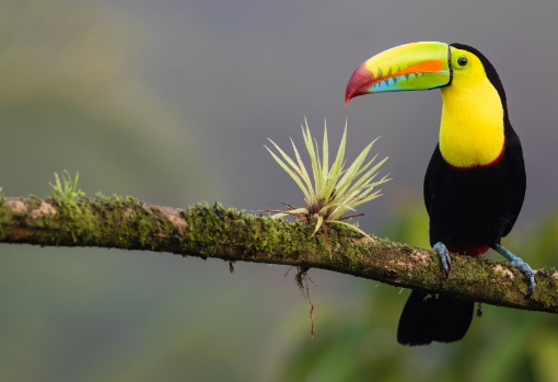 Los animales exóticos forman parte del Parque Manuel Antonio