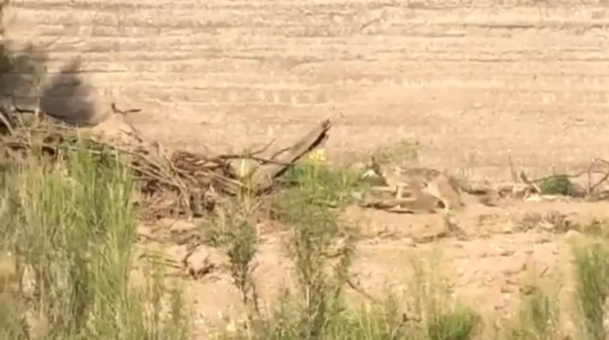 Un coyote persigue a un correcaminos en el Parque Santa Cruz River de Tucson, Arizona