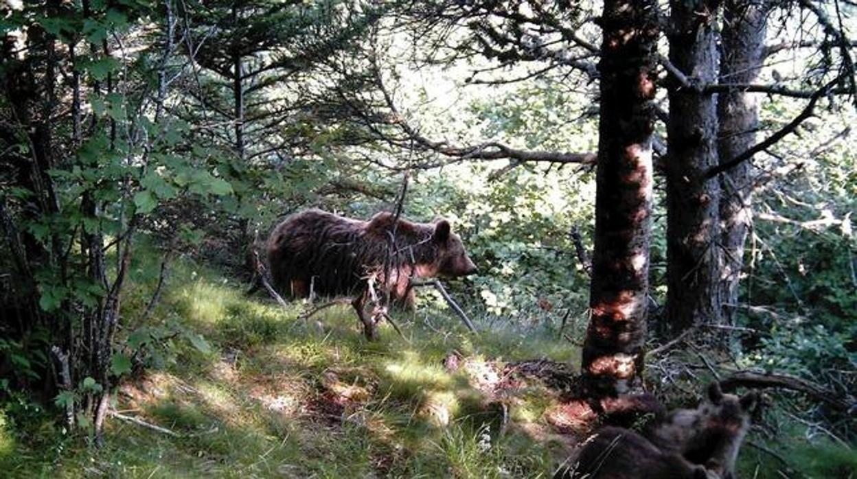 Imagen de archivo de un oso