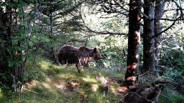 Un oso ataca a una joven en California y ella se defiende del animal utilizando su ordenador portátil