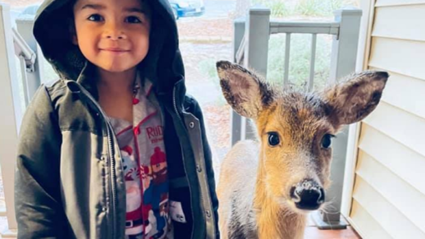 Un niño de cuatro años sale de paseo por el bosque y vuelve a casa con un nuevo amigo: un cervatillo