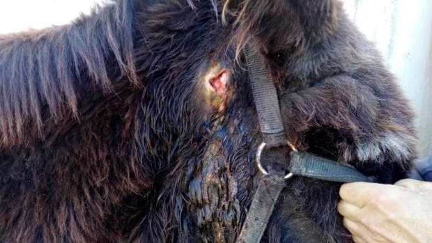 Atacan brutalmente y matan con flechas a un burro en un pueblo de Albacete