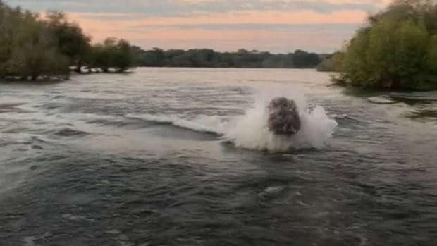 El susto de unos turistas al ser perseguidos por un hipopótamo a gran velocidad