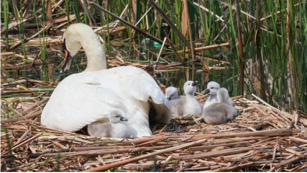 El cisne macho que cuida él solo de sus polluelos tras la muerte de su pareja