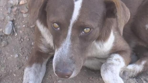 El perro que espera cada día a su dueño en la mina en la que murió