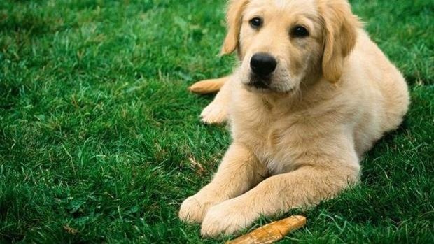 El tierno gesto de un perro al llevar a un bebé su juguete favorito para calmarlo