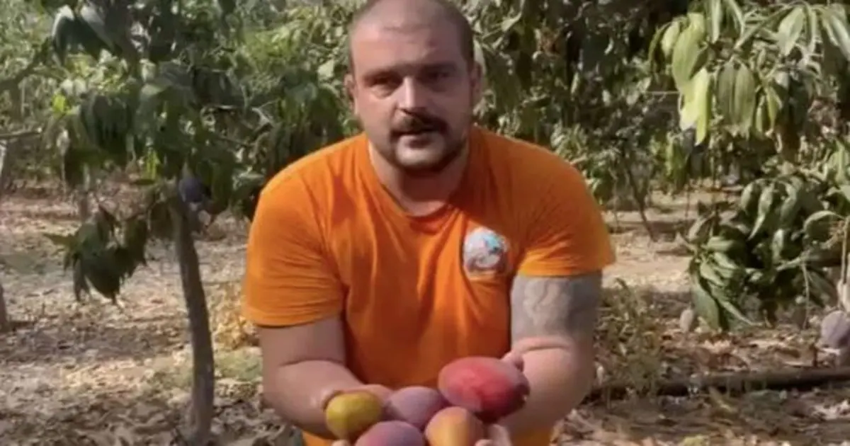 Un agricultor canario vende 6.000 kilos de mangas en dos horas tras pedir ayuda en redes sociales