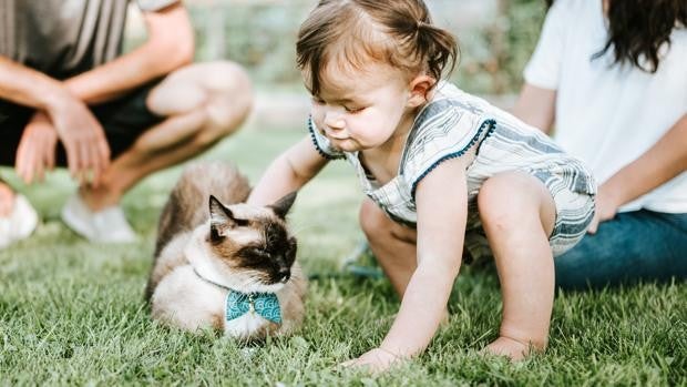 Un gato se abalanza en tiempo récord sobre un bebé para evitar que se caiga por las escaleras