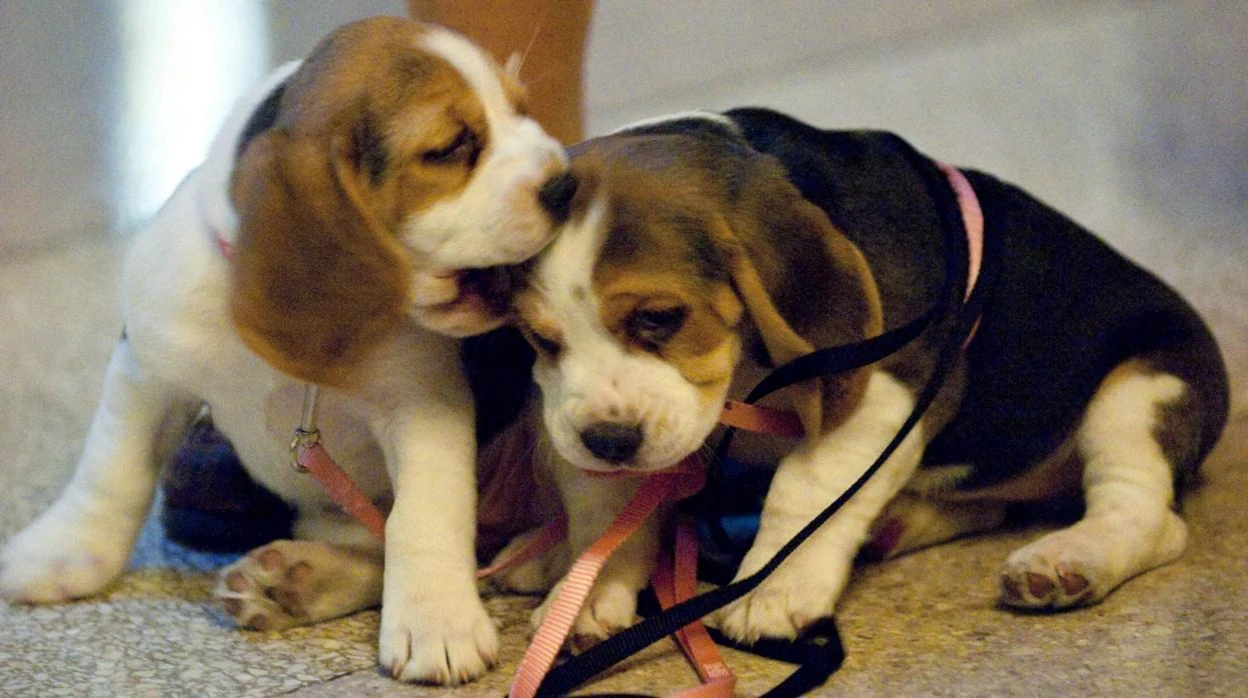 Imagen de archivo de dos cachorros beagle