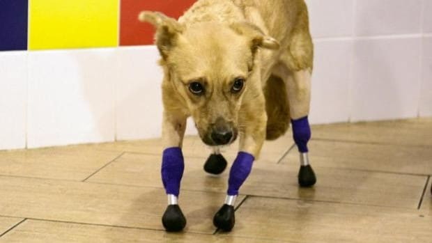 Monika, la perrita a la que cortaron las patas y ahora vuelve a caminar con prótesis