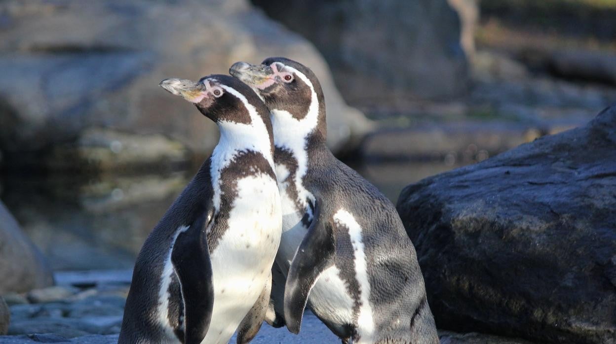 Pingüinos de Humboldt