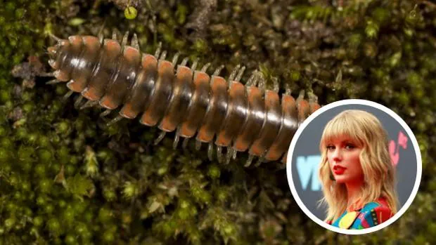Un entomólogo bautiza a una nueva especie de ciempiés en honor a Taylor Swift
