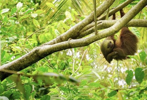 El perezoso es uno de los animales que se pueden ver con facilidad en Costa Rica.
