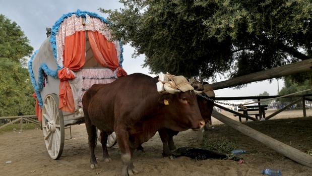 Mueren seis caballos y un buey durante la romería del Rocío 2018