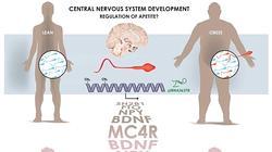 Cómo afecta el peso a los genes del esperma