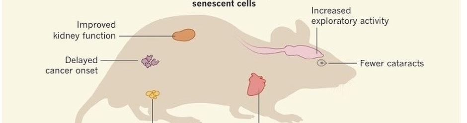 Ratón con células senescentes bloquedas: mejor función renal, retraso en la formación de tumores, mejor tolerancia al estrés cardiaco, menos riesgo de cataratas, etc.