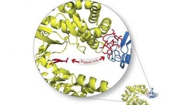 La nueva generación de antitumorales eficaces en las células más resistentes