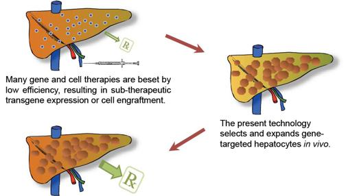 Seleección dehepatocitos genéticamente modificados