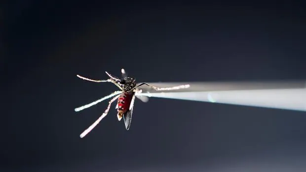 Mosquito que transmite el viruz Zika