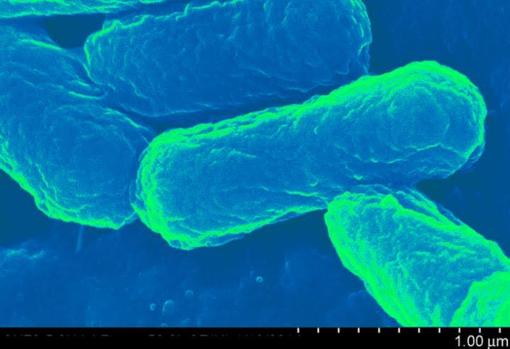 ¿Puede la bacteria ‘E. coli’ ayudar a diseñar vacunas más seguras y eficaces?