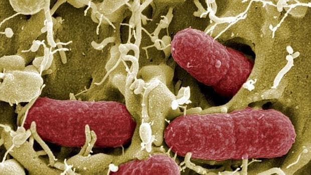 Bacterias inestinales humanas