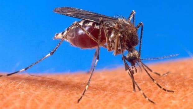 'Aedes aegypti', mosquito responsable de la transmisión del Zika