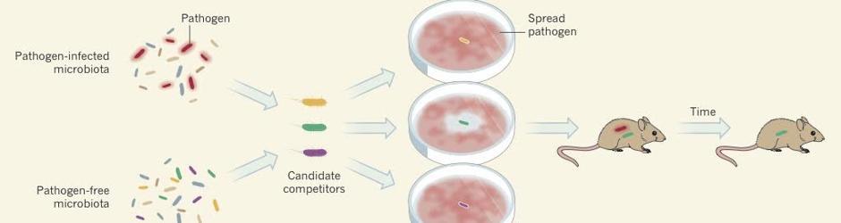 ¿Cómo obtener antibióticos naturales? Utilizando la microbiota humana se cultivaron aquellos compuestos capaces de inhibir al patógeno.