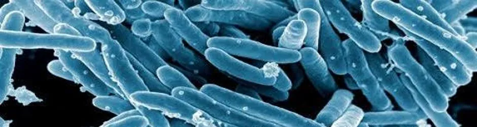 'Mycobacterium tuberculosis'