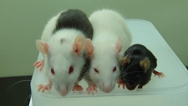 Los ratones quiméricos