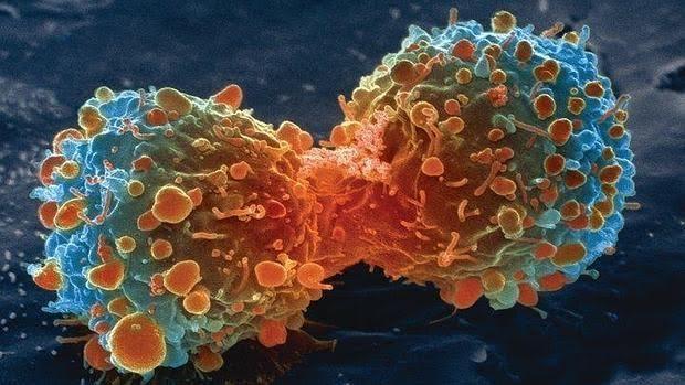 Dvisión de una célula de cáncer de pulmón