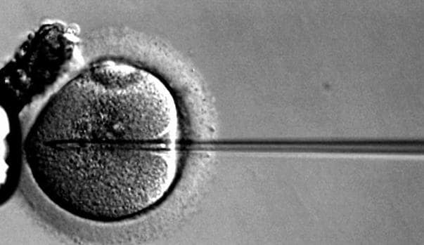 Fertilización in vitro de un óvulo humano