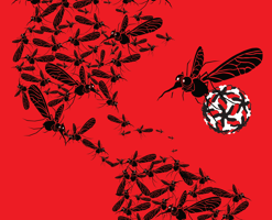 La conquista de América del zika fue mucho antes de lo que se pensaba