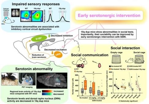 La serotonina mejora la sociabilidad en modelos animales de autismo