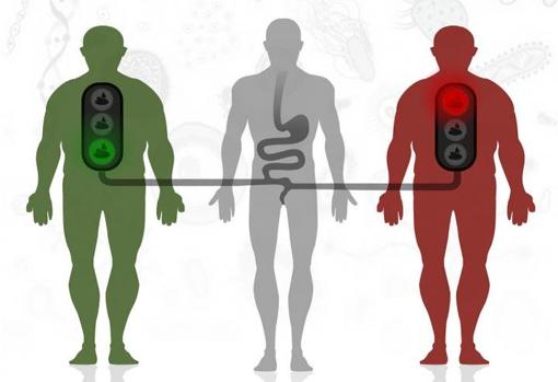 Demostrada la utilidad del trasplante fecal para prevenir la diabetes en personas obesas