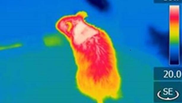 Descubren la proteína que transforma la grasa 'mala' en grasa 'buena' y previene la obesidad