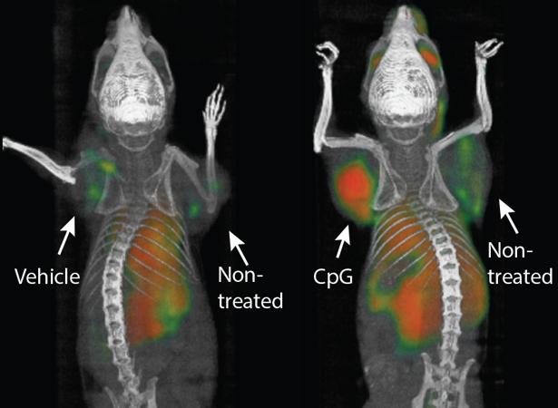 Una vacuna persigue el cáncer y es capaz de curar distintos tipos de tumores en ratones