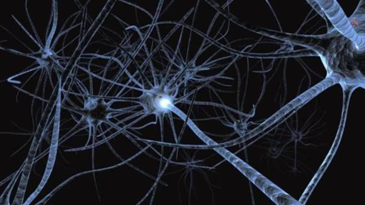 La neurogénesis cerebral no parece deteriorarse con la edad
