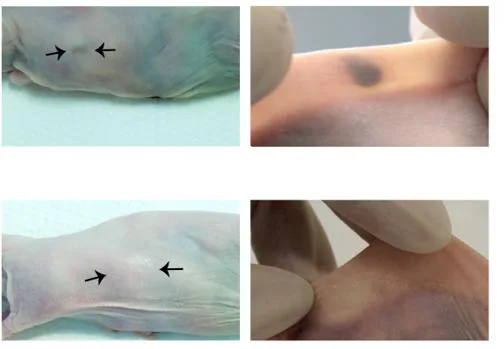 El chivato tatuaje se trasplató en ratones con cáncer