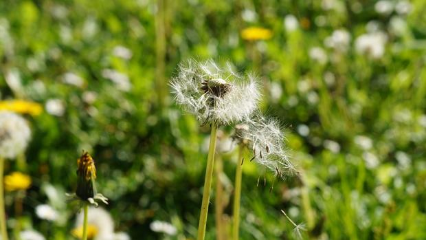 Las alergias primaverales afectan a la salud bucodental
